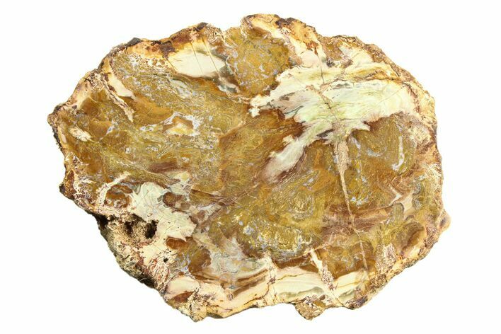 Colorful Petrified Wood (Araucaria) Slab - Madagascar #304927